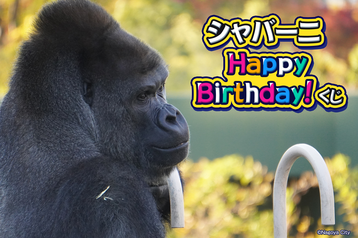 シャバーニ Happy Birthday! くじ