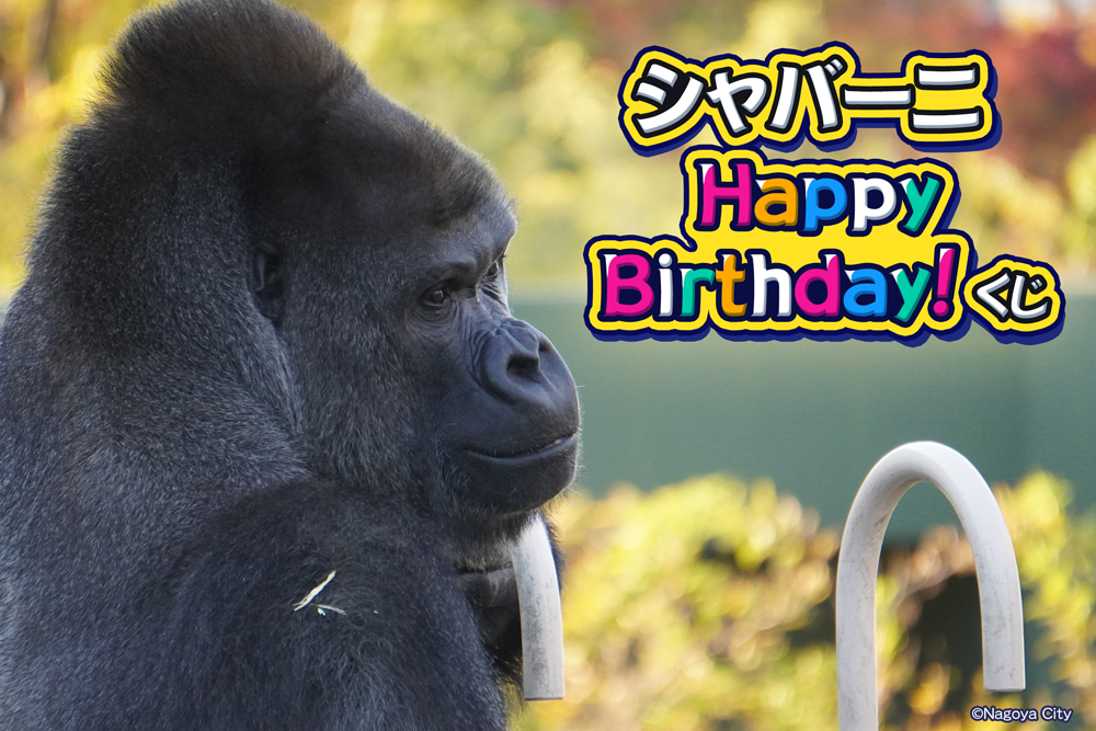 シャバーニ Happy Birthday! くじ